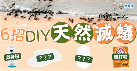 家中有蟻怎辦|【滅蟻方法】屋企有蟻？教你2步輕鬆滅蟻＋防蟻方法！ 